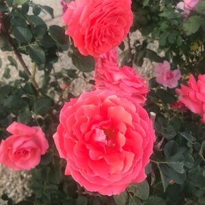 I do accept offers🙂🌸